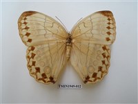 藏品(箭環蝶)的圖片